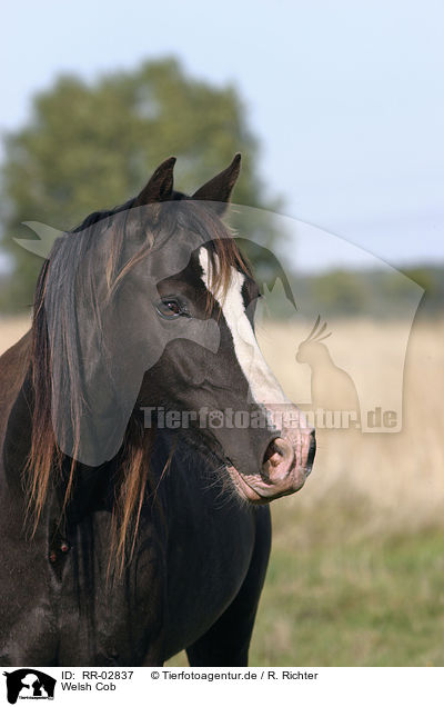 Welsh Cob / Welsh Cob / RR-02837