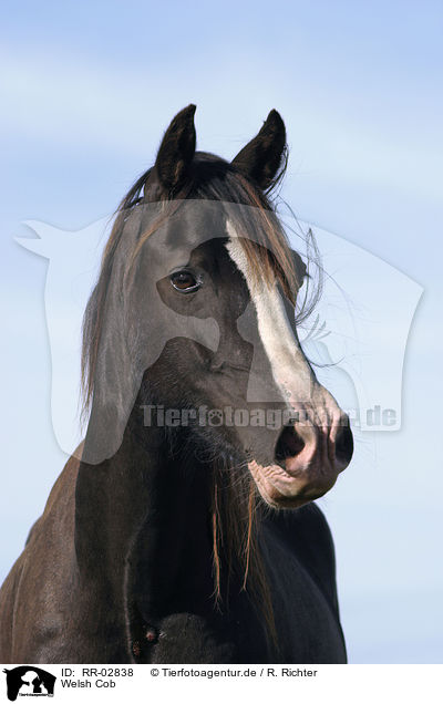 Welsh Cob / Welsh Cob / RR-02838