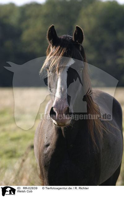 Welsh Cob / Welsh Cob / RR-02839