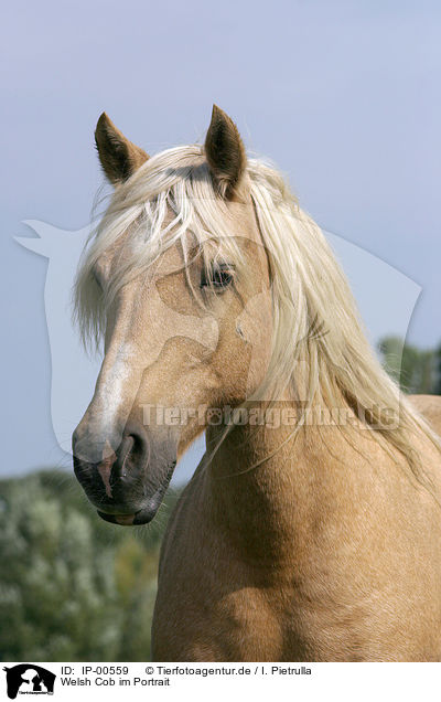 Welsh Cob im Portrait / Welsh Cob Portrait / IP-00559
