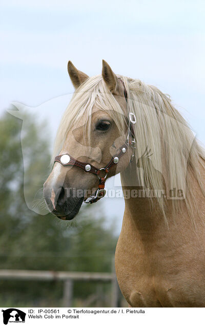 Welsh Cob im Portrait / Welsh Cob Portrait / IP-00561