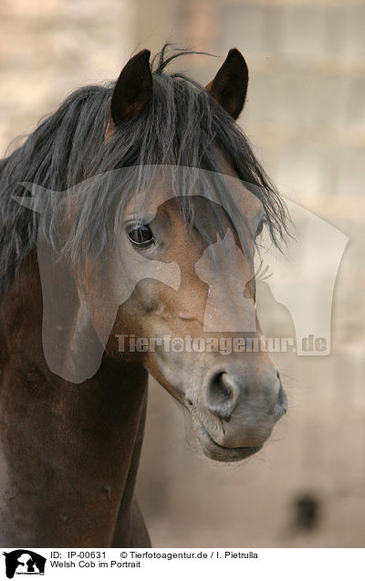 Welsh Cob im Portrait / Welsh Cob Portrait / IP-00631