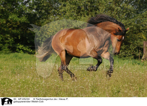 galoppierender Welsh-Cob / AP-05234