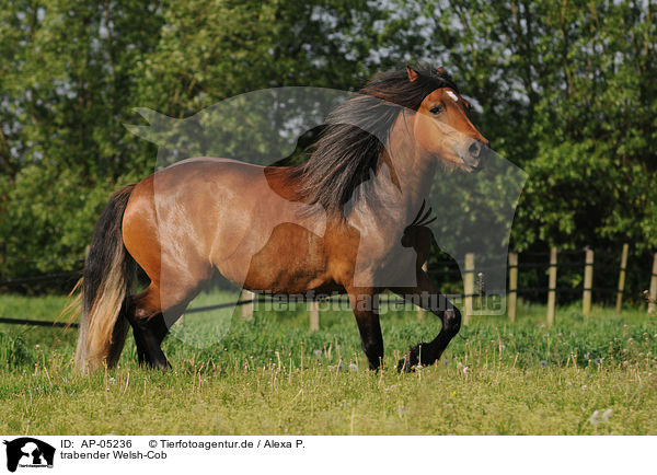 trabender Welsh-Cob / trotting Welsh-Cob / AP-05236