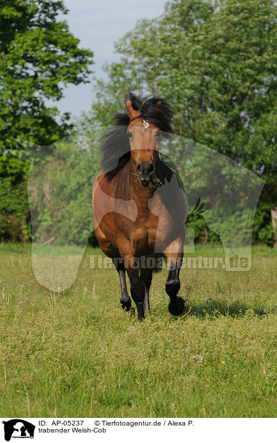 trabender Welsh-Cob / AP-05237