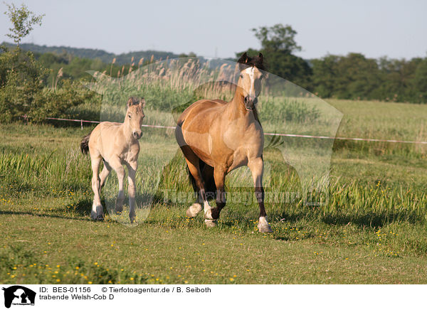 trabende Welsh-Cob D / trotting Welsh-Cob D / BES-01156