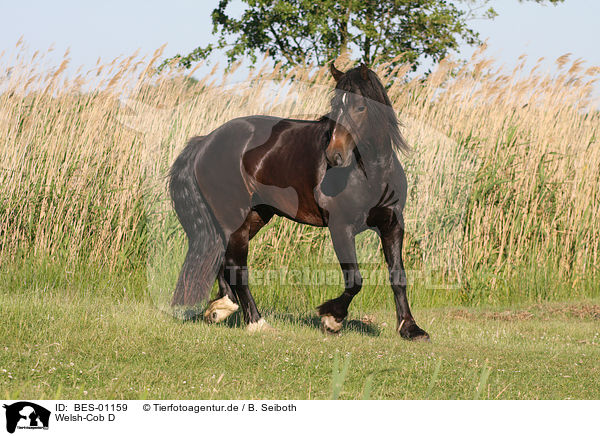 Welsh-Cob D / Welsh-Cob D / BES-01159