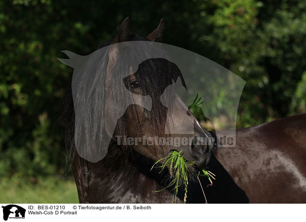 Welsh-Cob D Portrait / Welsh-Cob D Portrait / BES-01210