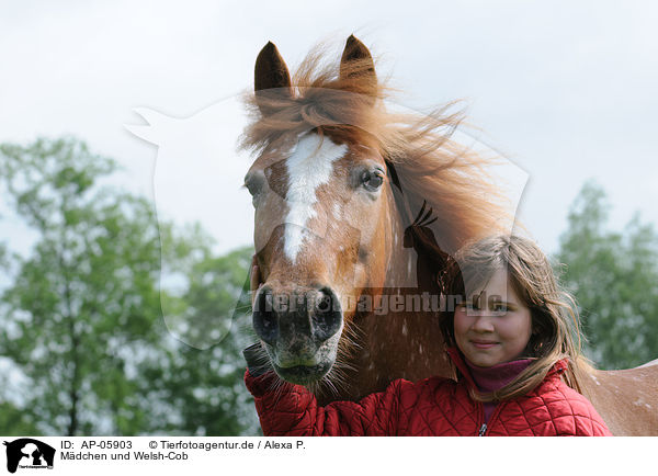 Mdchen und Welsh-Cob / girl with pony / AP-05903