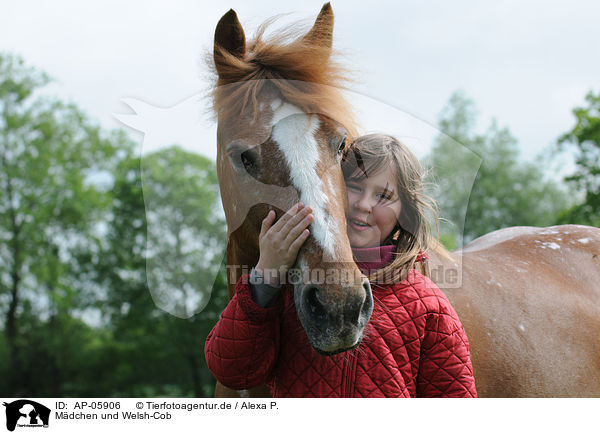 Mdchen und Welsh-Cob / girl with pony / AP-05906