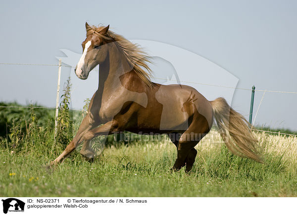 galoppierender Welsh-Cob / galloping Welsh-Cob / NS-02371