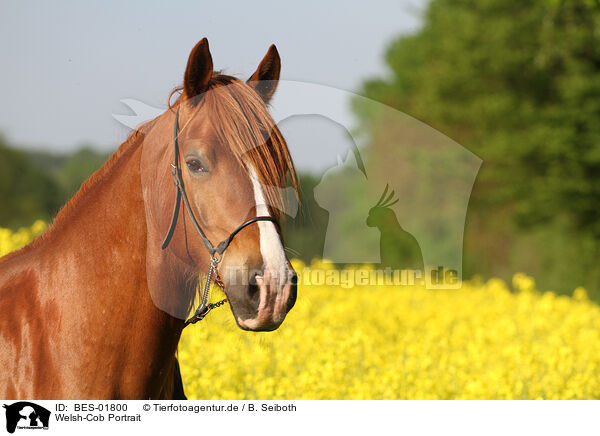 Welsh-Cob Portrait / Welsh-Cob Portrait / BES-01800