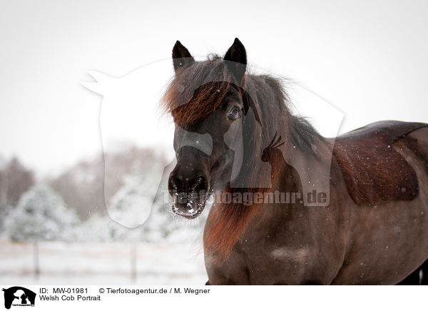 Welsh Cob Portrait / Welsh Cob Portrait / MW-01981