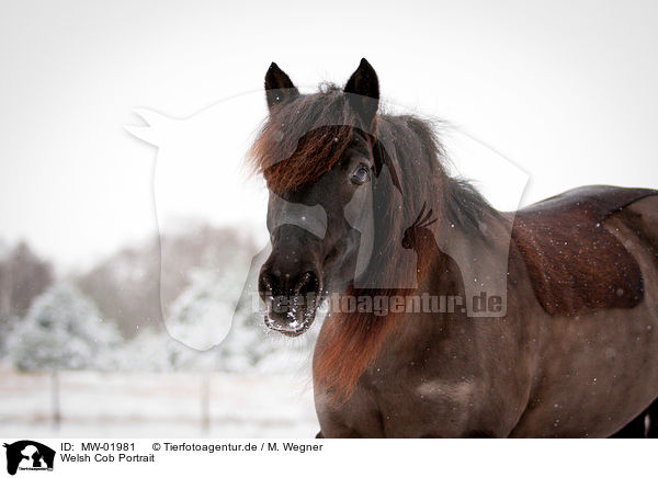 Welsh Cob Portrait / MW-01981