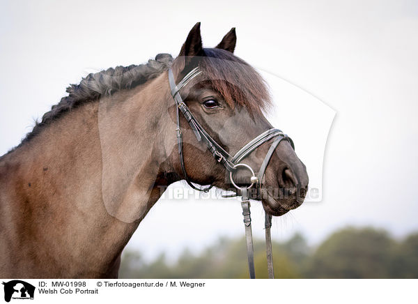 Welsh Cob Portrait / MW-01998