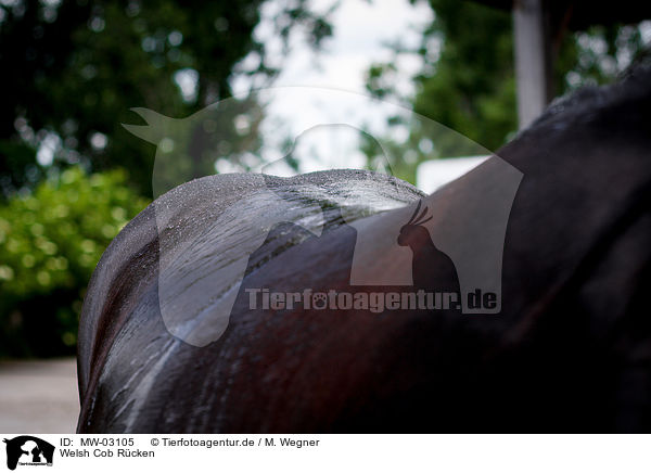 Welsh Cob Rcken / Welsh Cob back / MW-03105