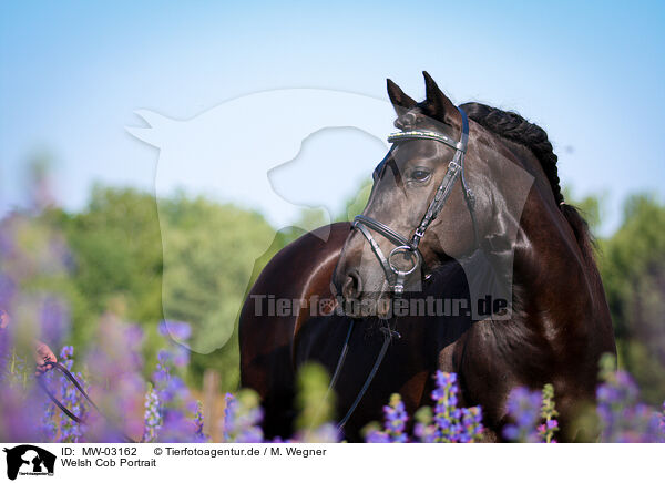 Welsh Cob Portrait / Welsh Cob Portrait / MW-03162