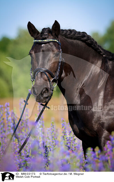 Welsh Cob Portrait / MW-03173