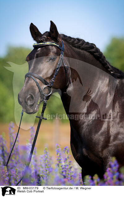 Welsh Cob Portrait / Welsh Cob Portrait / MW-03179
