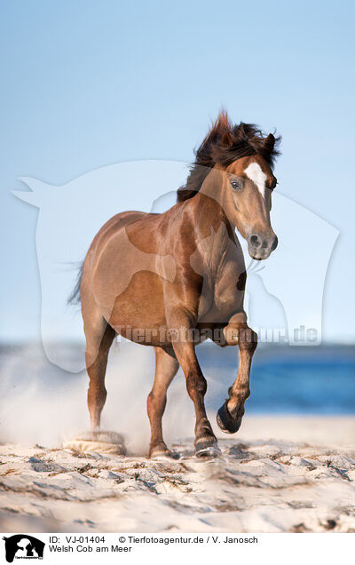 Welsh Cob am Meer / VJ-01404