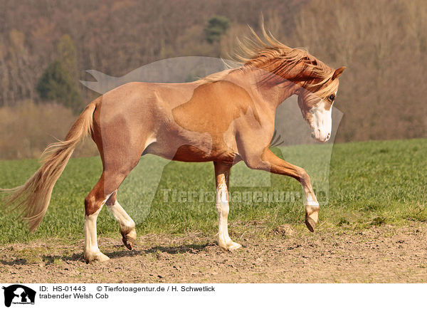 trabender Welsh Cob / trotting Welsh Cob / HS-01443