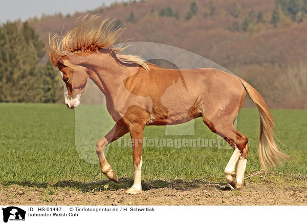 trabender Welsh Cob / trotting Welsh Cob / HS-01447