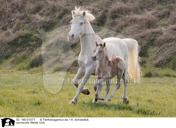 rennende Welsh Cob / running Welsh Cob / HS-01577