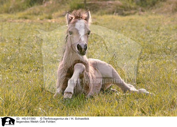 liegendes Welsh Cob Fohlen / lying Welsh Cob foal / HS-01580