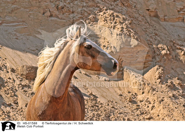Welsh Cob Portrait / Welsh Cob portrait / HS-01588