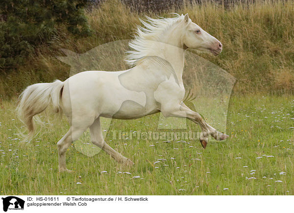 galoppierender Welsh Cob / HS-01611