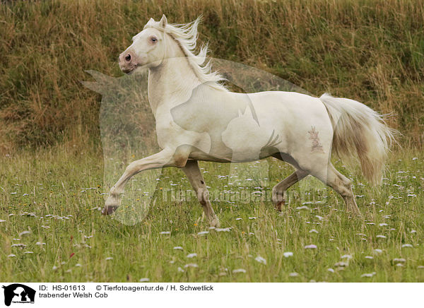 trabender Welsh Cob / trotting Welsh Cob / HS-01613