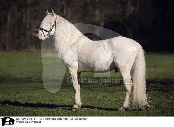 Welsh Cob Hengst / MM-01616