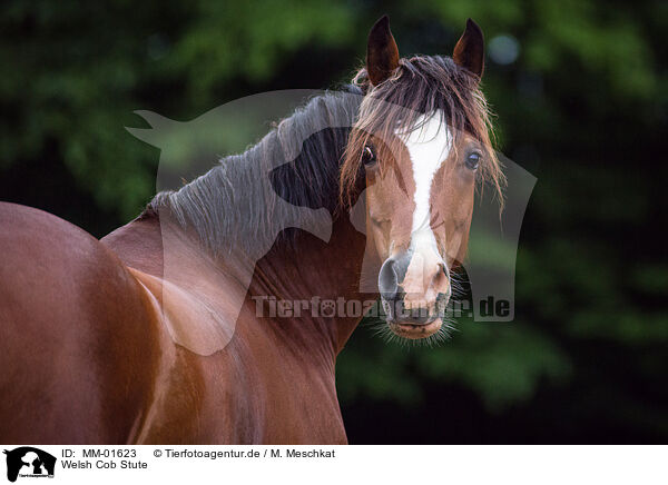 Welsh Cob Stute / Welsh Cob mare / MM-01623