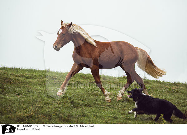 Hund und Pferd / MM-01639