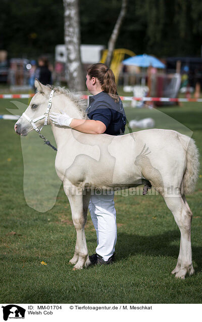 Welsh Cob / Welsh Cob / MM-01704