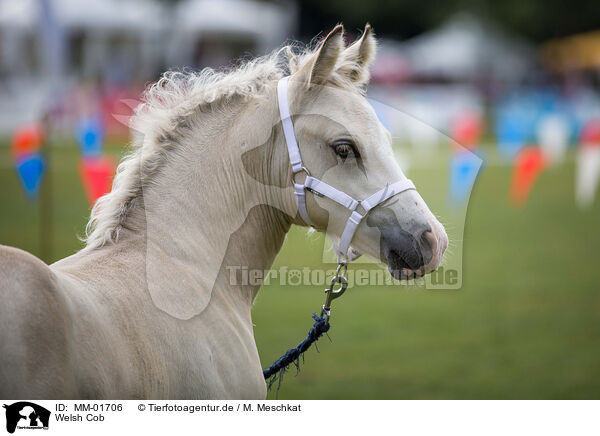 Welsh Cob / Welsh Cob / MM-01706