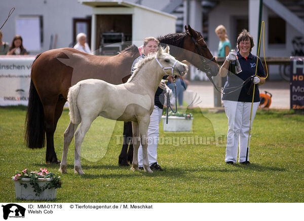 Welsh Cob / Welsh Cob / MM-01718