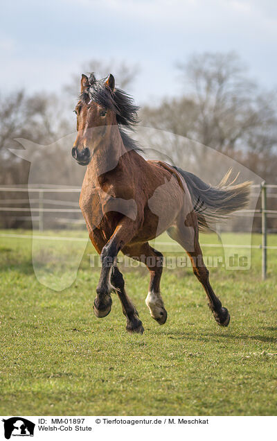 Welsh-Cob Stute / MM-01897