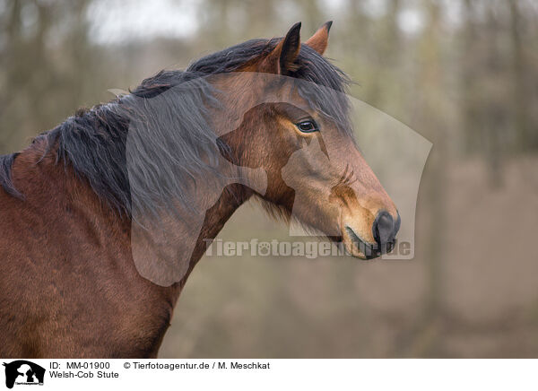 Welsh-Cob Stute / Welsh-Cob mare / MM-01900