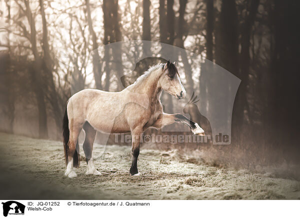 Welsh-Cob / Welsh Cob / JQ-01252