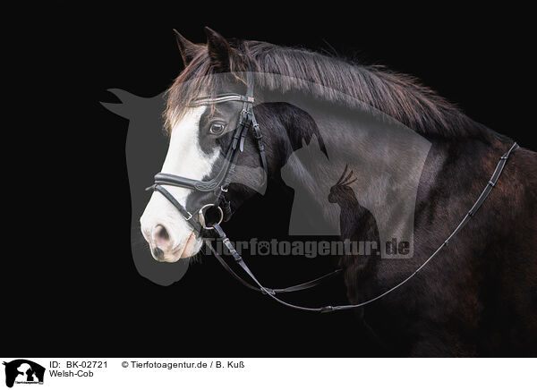 Welsh-Cob / BK-02721