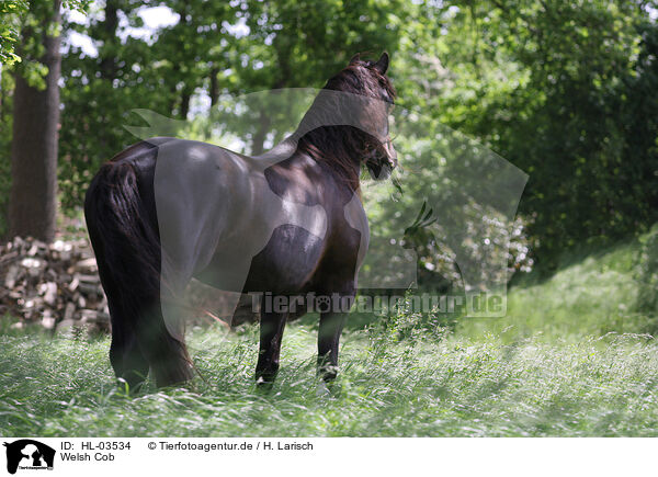 Welsh Cob / Welsh Cob / HL-03534