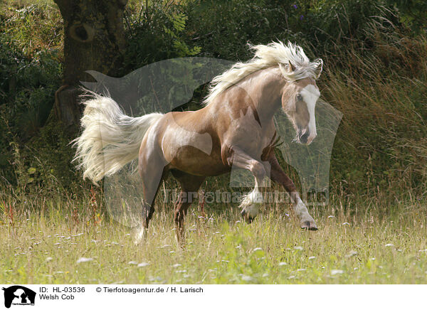 Welsh Cob / HL-03536