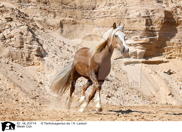 Welsh Cob / Welsh Cob / HL-03714