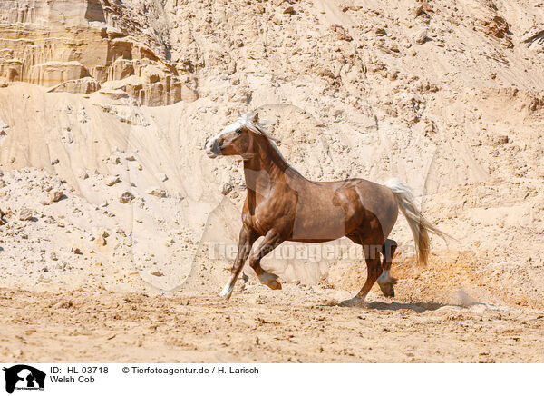 Welsh Cob / Welsh Cob / HL-03718