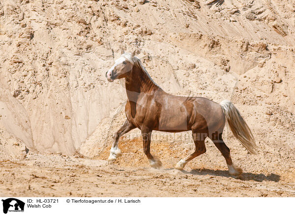 Welsh Cob / Welsh Cob / HL-03721