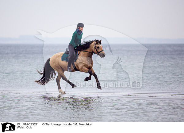 Welsh Cob / Welsh Cob / MM-02327