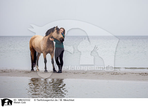 Welsh Cob / Welsh Cob / MM-02332