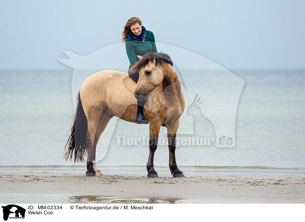 Welsh Cob / Welsh Cob / MM-02334