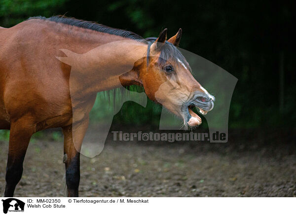 Welsh Cob Stute / Welsh Cob mare / MM-02350